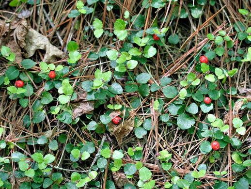 image of Mitchella repens, Partridgeberry, Twinflower