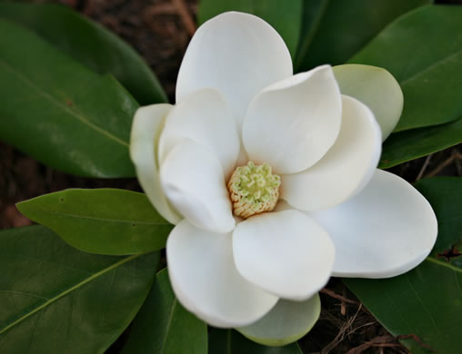 image of Magnolia virginiana +, Sweetbay, Sweetbay Magnolia, Swampbay