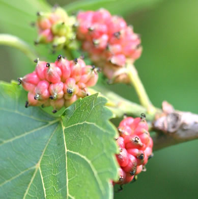 image of Morus rubra, Red Mulberry