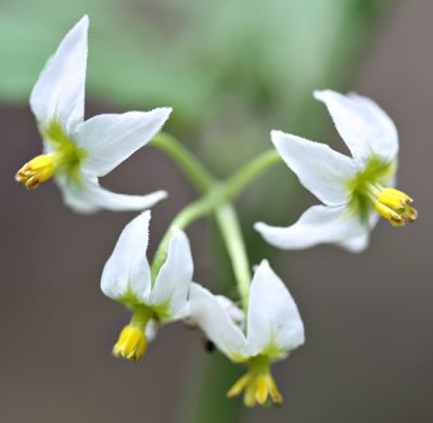 flower of Solanum emulans, Eastern Black Nightshade