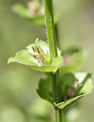 image of Triodanis perfoliata, Clasping Venus's Looking-glass