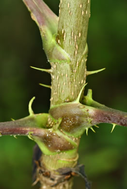 image of Aralia spinosa, Devil's Walkingstick, Hercules-club, Prickly Aralia, Prickly-ash