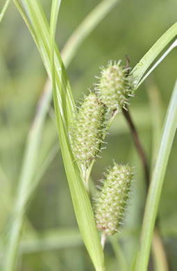 image of Carex frankii, Frank's sedge