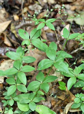 image of Galium circaezans, Forest Bedstraw, Licorice Bedstraw