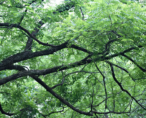 image of Juglans nigra, Black Walnut