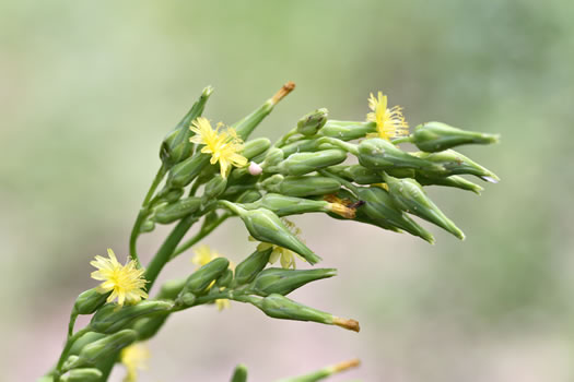 Lactuca canadensis, American Wild Lettuce, Canada Lettuce