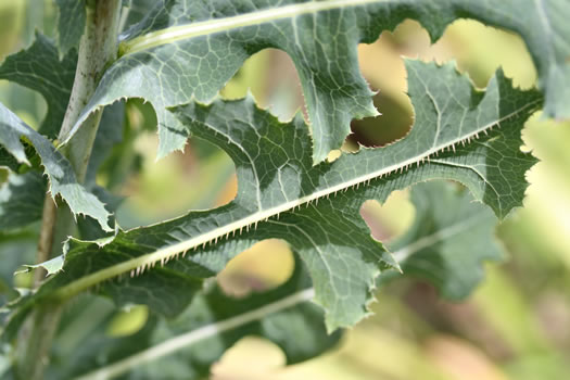 image of Lactuca serriola, Prickly Lettuce