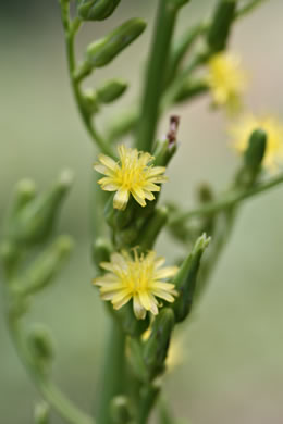 image of Lactuca canadensis, American Wild Lettuce, Canada Lettuce