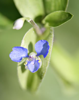 image of Commelina diffusa, Spreading Dayflower, Creeping Dayflower