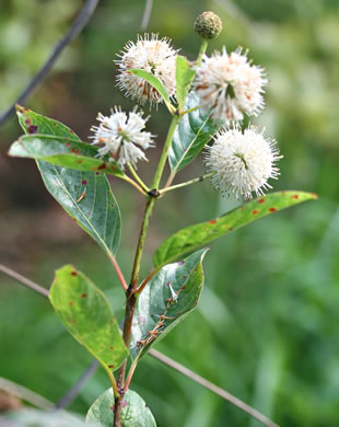 image of Cephalanthus occidentalis, Buttonbush