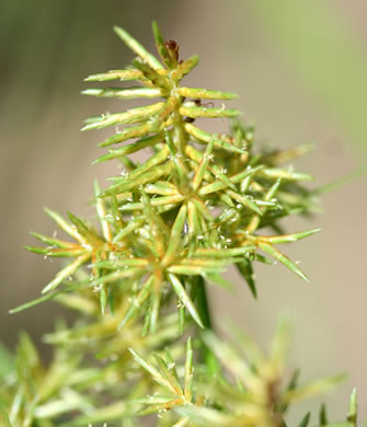 spikelet