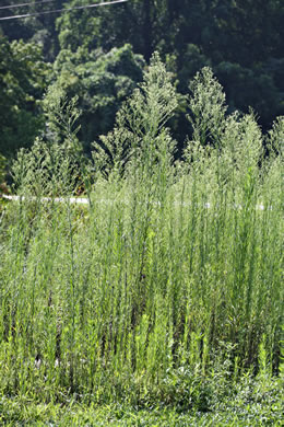 image of Erigeron canadensis, Common Horseweed