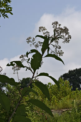 image of Eutrochium fistulosum, Hollow-stem Joe-pye-weed