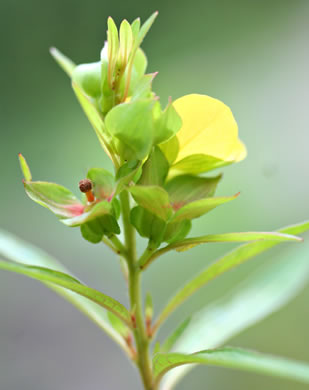 image of Ludwigia alternifolia, Alternate-leaf Seedbox, Bushy Seedbox