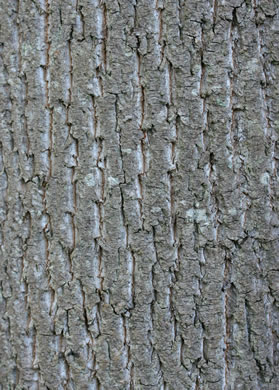 image of Liriodendron tulipifera var. tulipifera, Tuliptree, Yellow Poplar, Whitewood