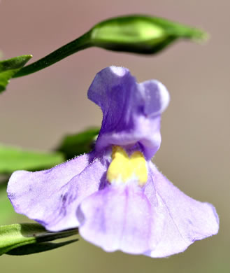 image of Mimulus ringens var. ringens, Allegheny Monkeyflower, Square-stemmed Monkeyflower