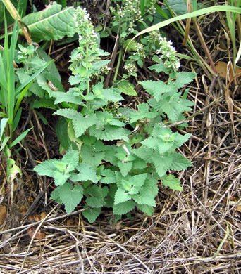 leaf or frond of Nepeta cataria, Catnip, Catmint