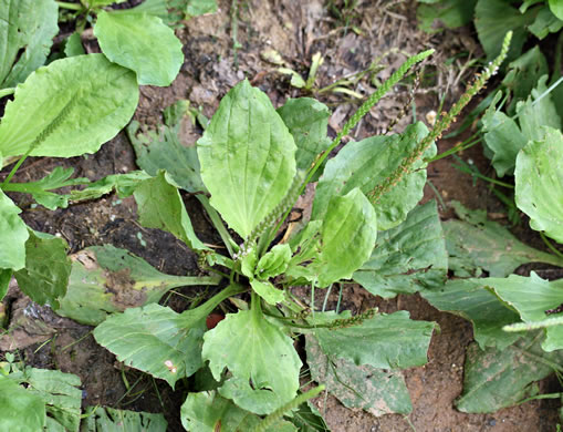 image of Plantago rugelii, American Plantain, Broad-leaved Plantain, Blackseed Plantain, Rugel’s Plantain