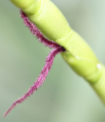 image of Tripsacum dactyloides var. dactyloides, Gama Grass, Eastern Gamagrass