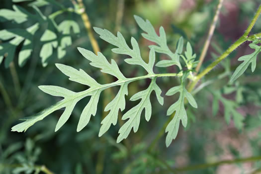 image of Ambrosia artemisiifolia, Annual Ragweed, Common Ragweed, Hogweed