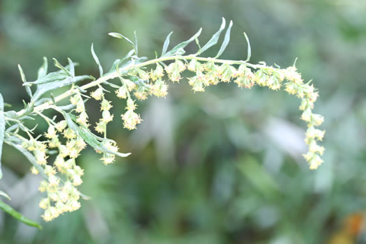 image of Artemisia vulgaris, Mugwort, Felon Herb