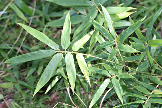 leaf or frond of Arundinaria gigantea, River Cane, Giant Cane