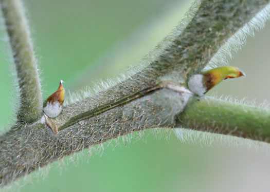 image of Broussonetia papyrifera, Paper Mulberry