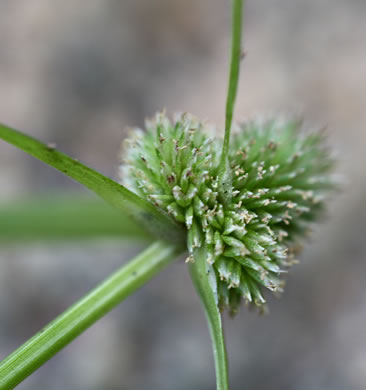 image of Cyperus hortensis, Annual Greenhead Sedge, Low Spikesedge