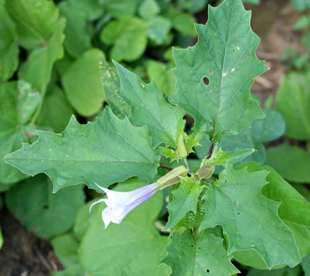 leaf or frond of Datura stramonium, Jimsonweed