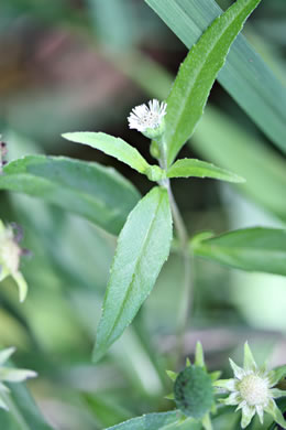 image of Eclipta prostrata, Eclipta, Pie-plant, Yerba-de-tajo, false daisy