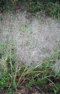flower of Eragrostis capillaris, Lacegrass, Lace Lovegrass