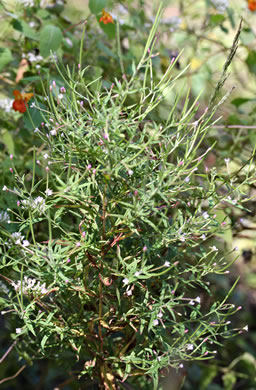image of Epilobium coloratum, Purpleleaf Willowherb, Bronze Willowherb, Eastern Willowherb