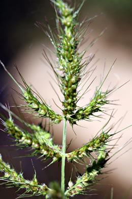 image of Echinochloa muricata var. muricata, Rough Barnyard-grass