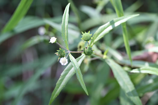 image of Eclipta prostrata, Eclipta, Pie-plant, Yerba-de-tajo, false daisy