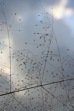 image of Eragrostis capillaris, Lace Lovegrass, Lacegrass