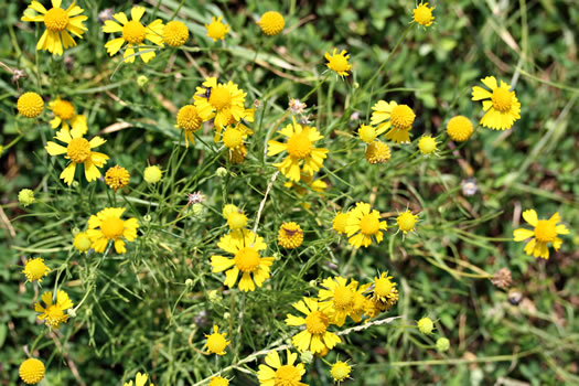 image of Helenium amarum, Bitterweed, Yellow Sneezeweed, Bitter Sneezeweed