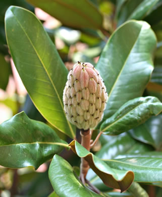 image of Magnolia grandiflora, Southern Magnolia, Bull Bay