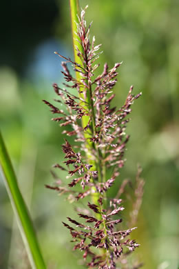 panicle