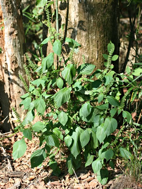 image of Perilla frutescens, Beefsteak-plant, Perilla