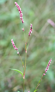 image of Persicaria hydropiperoides, Mild Waterpepper, Swamp Smartweed