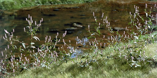 image of Persicaria pensylvanica, Pennsylvania Smartweed, Pinkweed, Common Smartweed