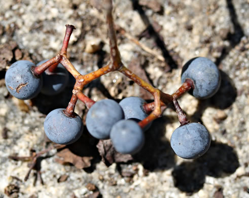 image of Parthenocissus quinquefolia, Virginia Creeper