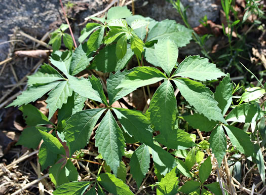 image of Parthenocissus quinquefolia, Virginia Creeper