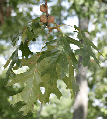 image of Quercus shumardii, Shumard Oak, Swamp Red Oak