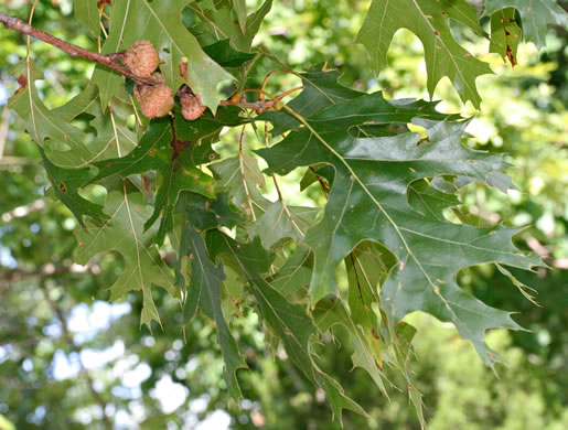 image of Quercus shumardii, Shumard Oak, Swamp Red Oak