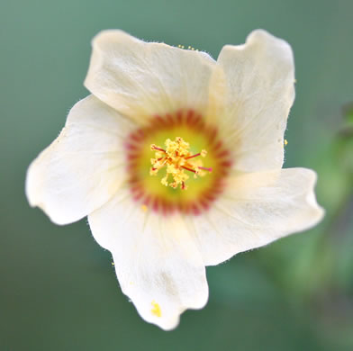 image of Sida rhombifolia var. rhombifolia, Arrowleaf Sida, Diamondleaf Fanpetal, Cuban Jute