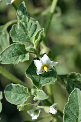 flower of Solanum sarrachoides, Hairy Nightshade