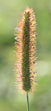 image of Setaria pumila, Yellow Foxtail