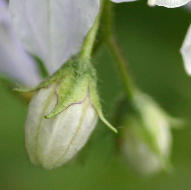 sepals or bracts of Solanum carolinense var. carolinense, Carolina Horsenettle, Ball-nettle