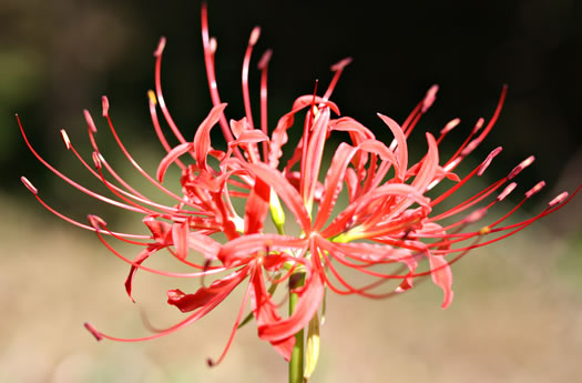 image of Lycoris radiata var. radiata, Red Spider Lily, Hurricane Lily, Surprise Lily, Magic Lily